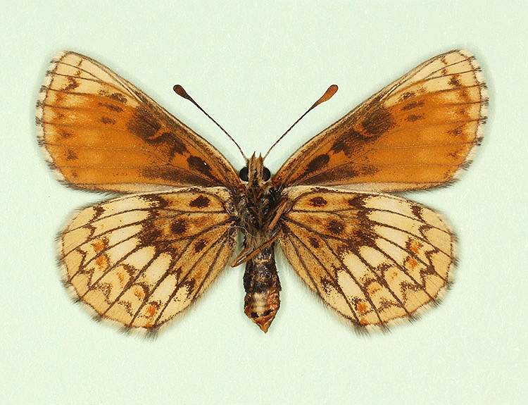 Melitaea athalia female (aberrant form sohana, verso) (Internet Image property of respective owner, non-commercial use only)